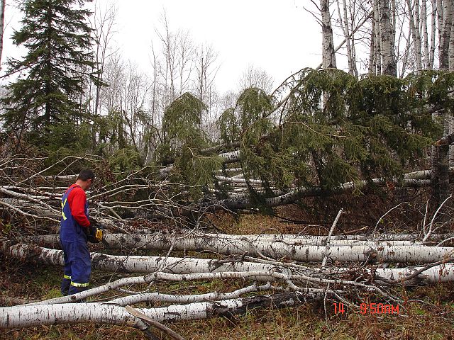 this is what the snowmobile trail looks like after the summer. it all has to be cleared for the groomer before the sled season!