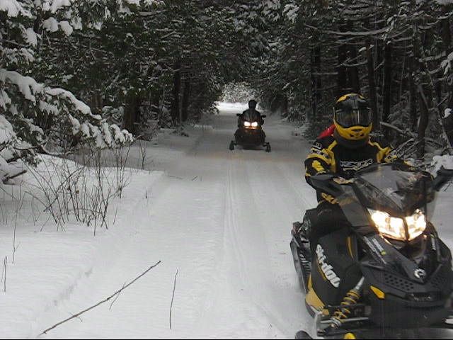 A tunnel of cedars. Beautiful.