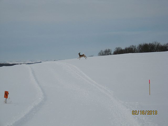 One of four we disturbed