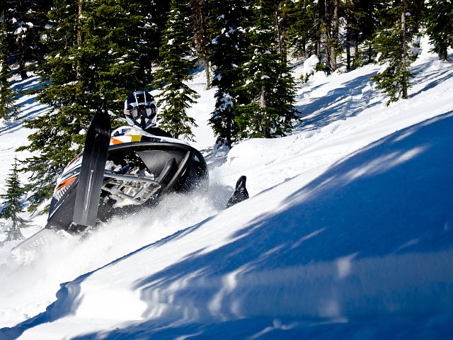 Blue bird in the Rockies