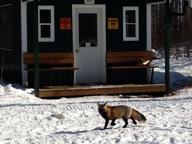 Fox in front of Fir River shack 