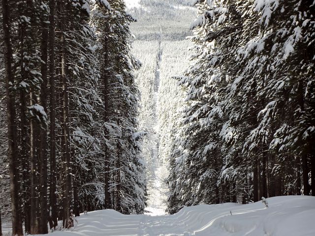 Great trail in Crowsnest Pass.
