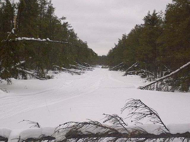 Tree damage from October 2012 storm.