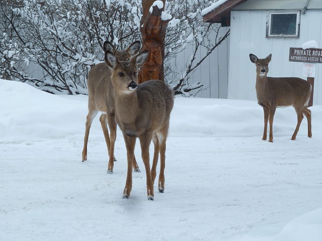 Some aren't as brave as the others and stay back a few feet.