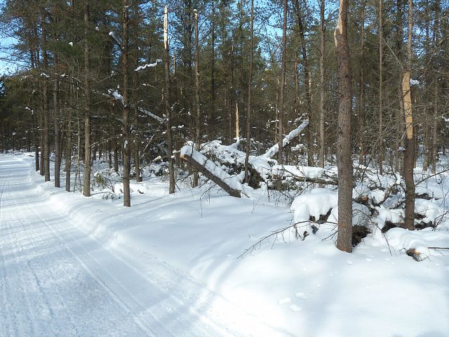Was told by a local that the remains of the broken trees look like candles on a birthday cake when the moonlight hits them.