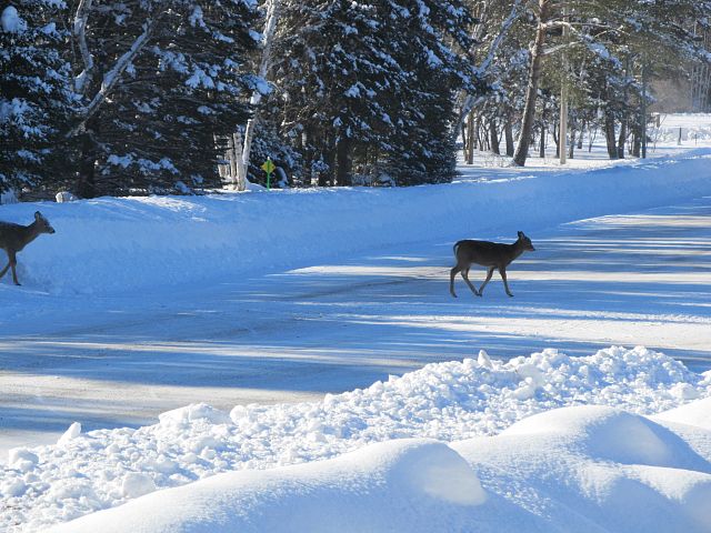 Deer in Falcon Lake