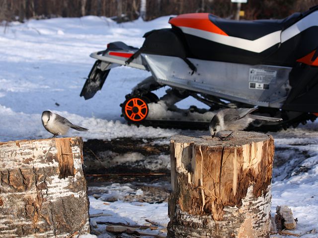 The whiskey jacks looking for crumbs outside the Hell's Gate Shelter.