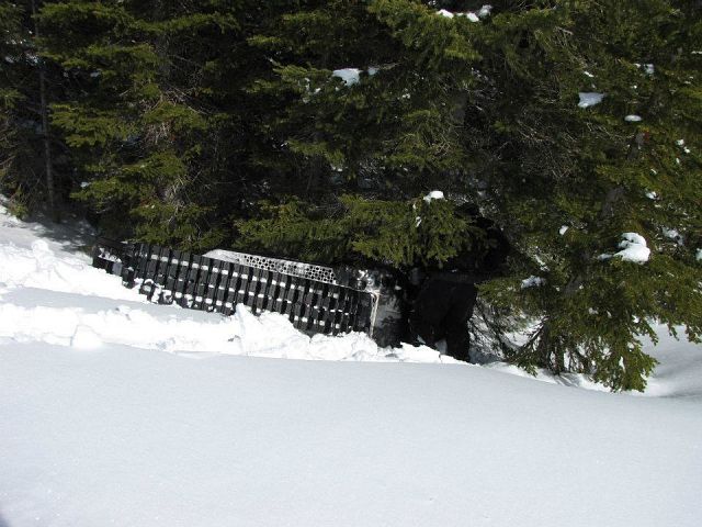 watch out for the tree