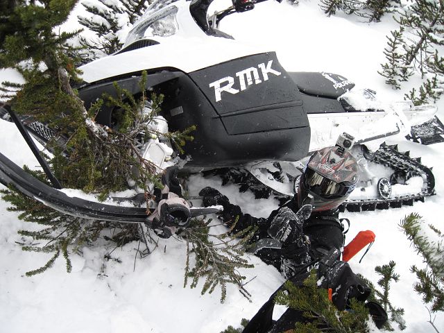 This tree saved my day... 