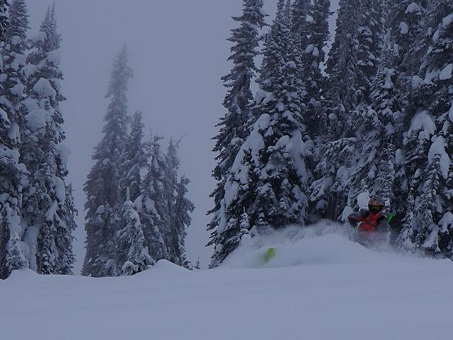 rippn the trees on a socked in day