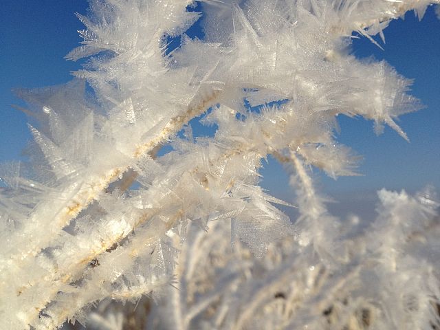 morning frost