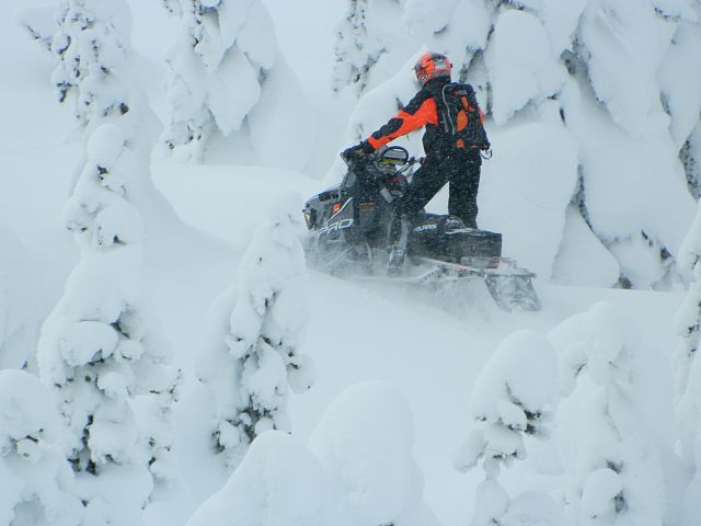 tunnelling through the trees