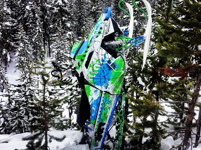 Hanging out in the trees!