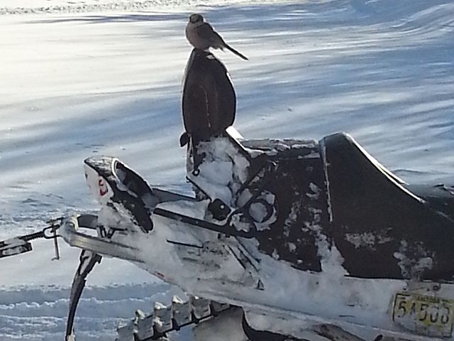 Whiskey Jack on Ski-doo