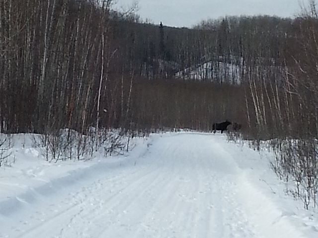 2 Moose on trail just west of Mafeking