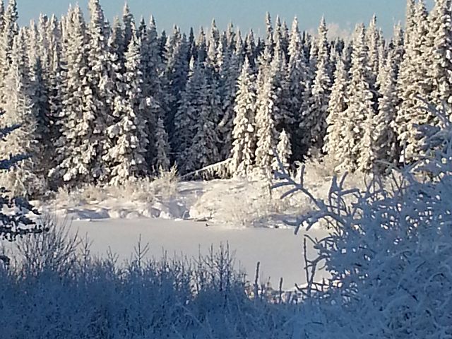Hoar frost on the trees at Lagace Lake