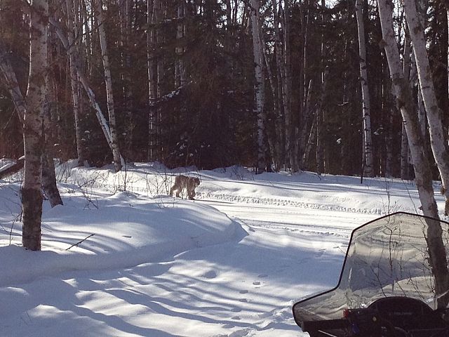 A real Artic Cat on fresh groomed trail, Loppit-trail Lynx!