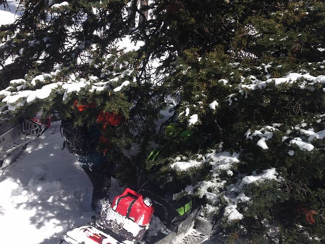 Diego putting his cat in a tree