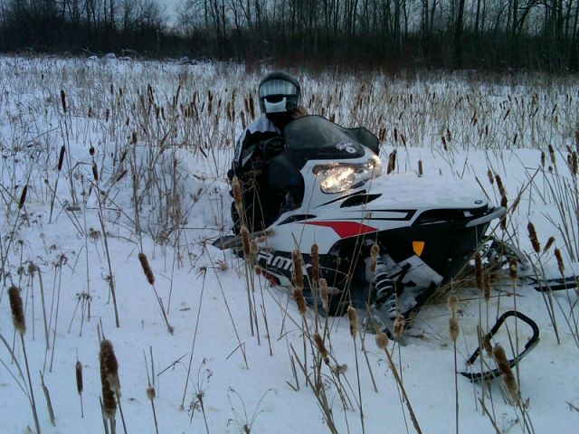 Found some soft deep snow amongst a few cattails