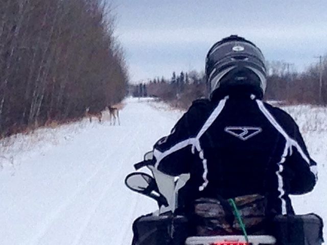 A pair of Bambi's on the trail