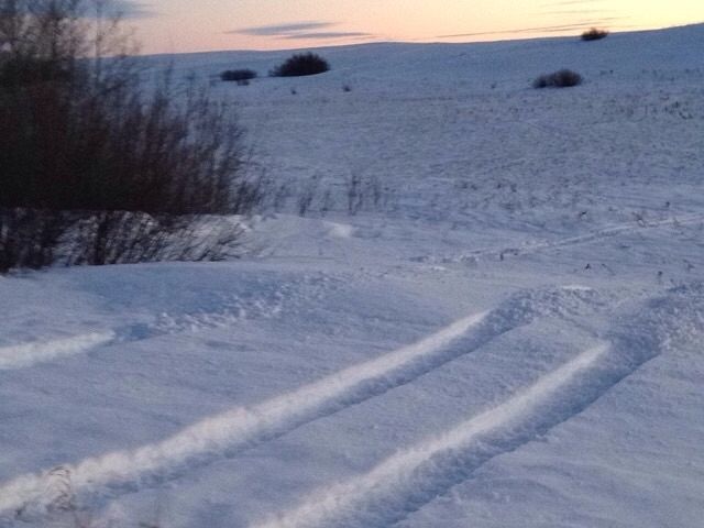 Cat walking for days