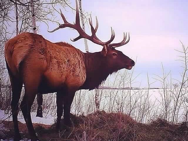 Elk was pretty tame about us being there