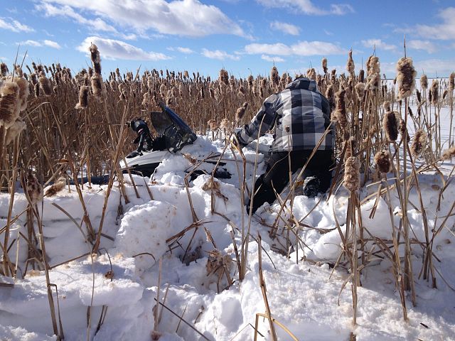Stuck in the Cat tails 