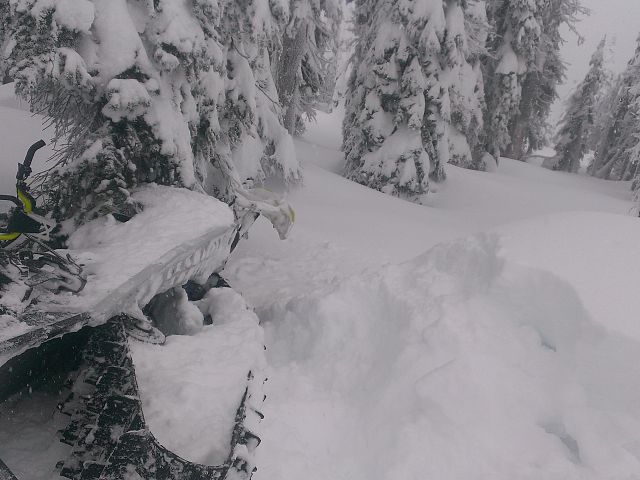 That tree came out of nowhere! Plate#GHD01