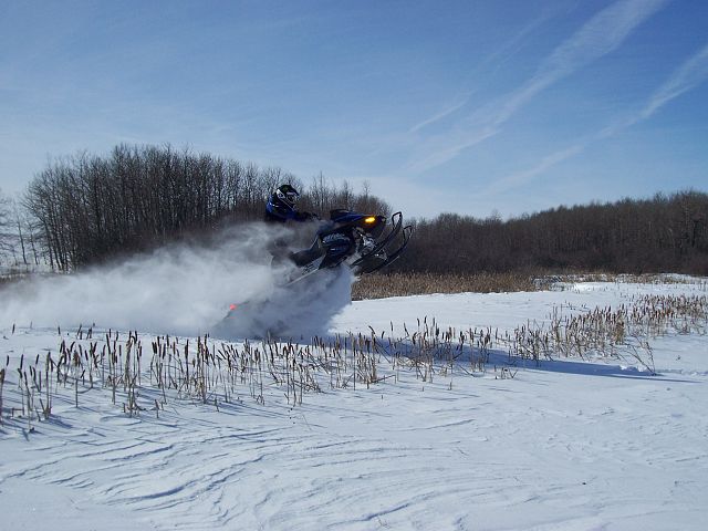 Cat walking through the cat tails