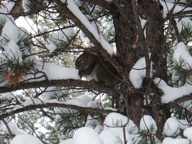 Chippy having a snack!