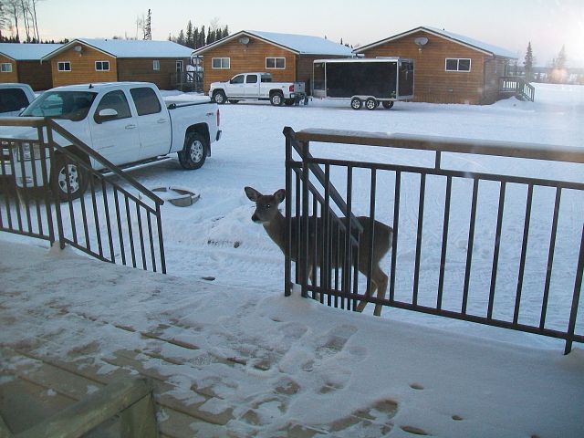 Wildlife right outside your front door 