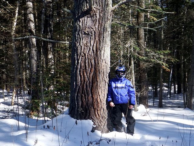 A 200 plus year old red pine on the trail from Buffalo Point to Moose Lake.
