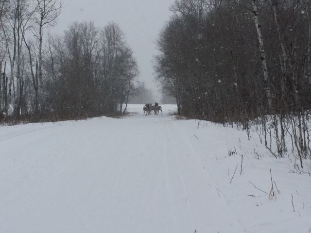 Elk on the trails