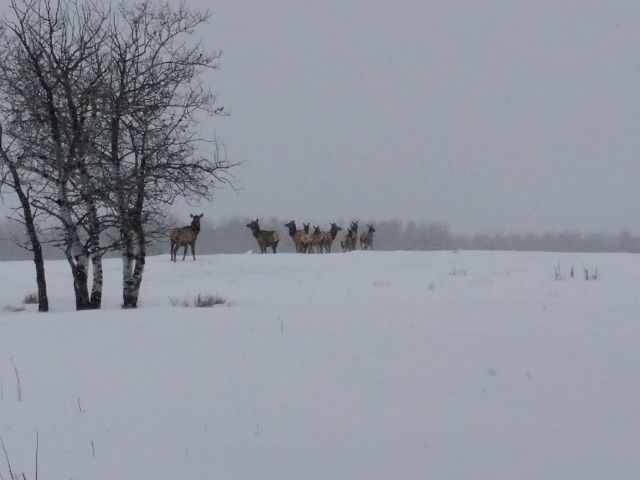 Elk beside the trail