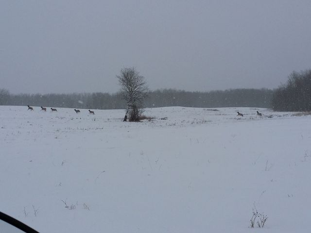 Elk running through a field