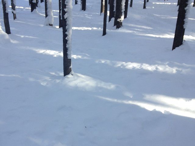 Tree Riding Decisions .....which way