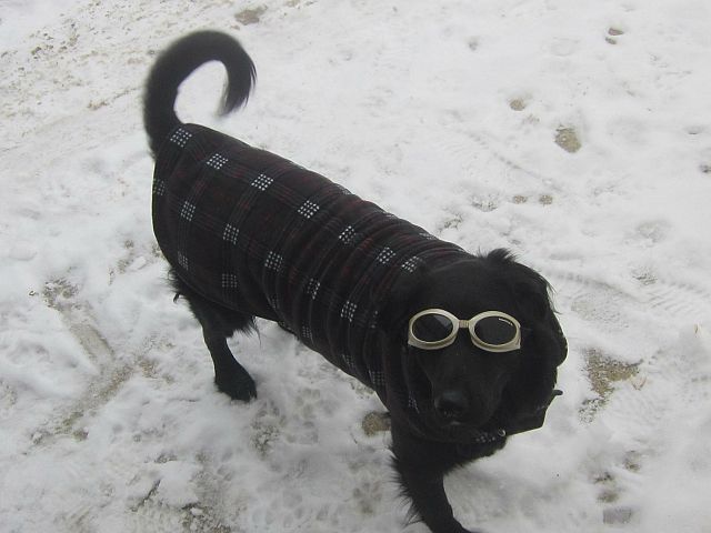 Nitro wanting and ready to ride 