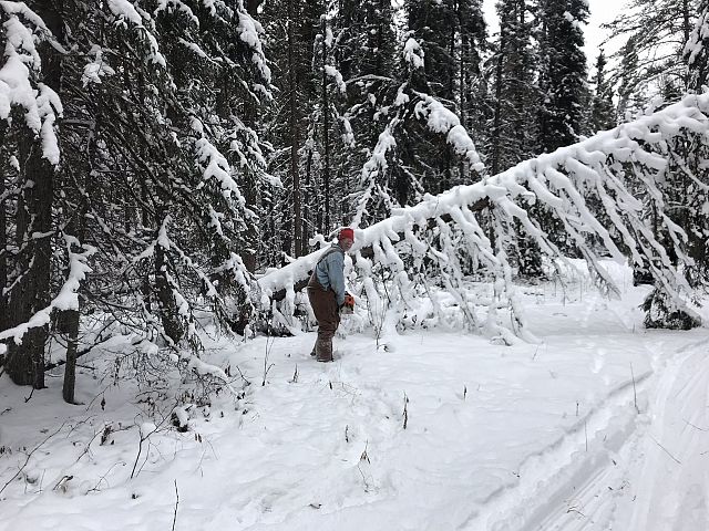 Clearing trails getting ready so groomer can get thro. 