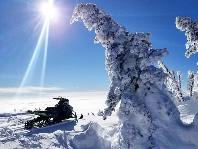 Those Blue Bird Days