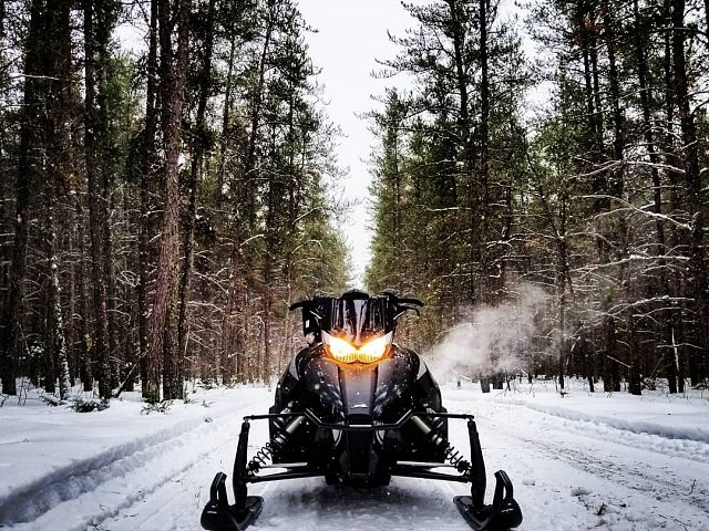 Beware the eyes of a Cat 