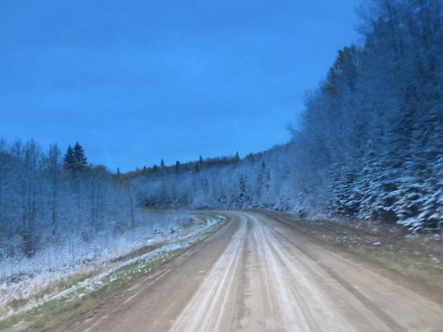 Early frost on the trees. 