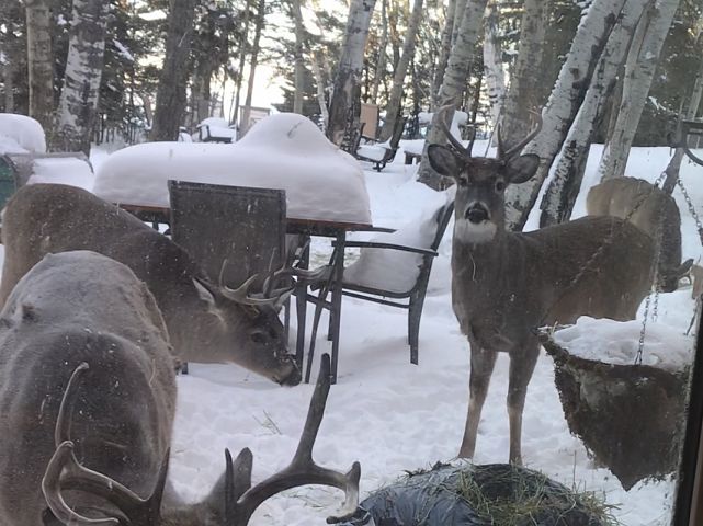 The bucks came right into our deck