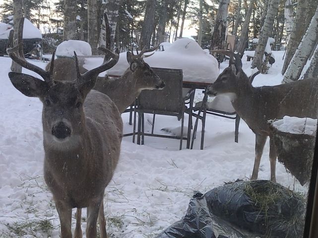 The bucks came right into our deck