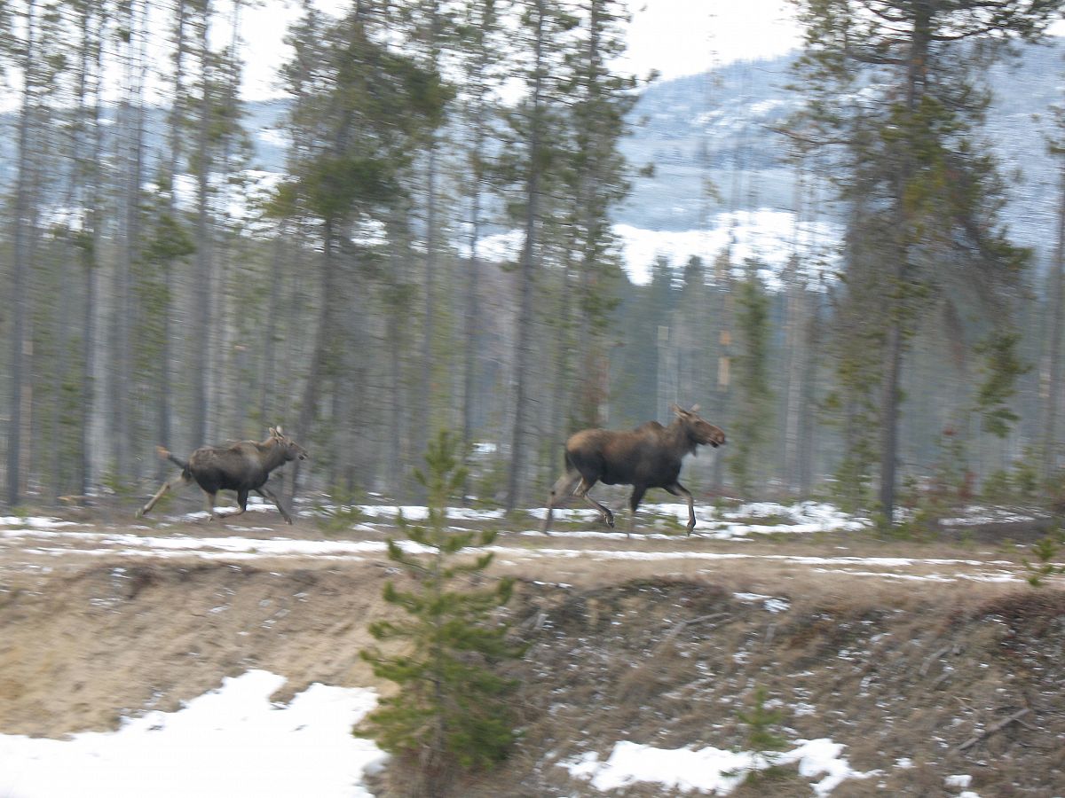 Moose ran across the highway just west of Valemount Bc