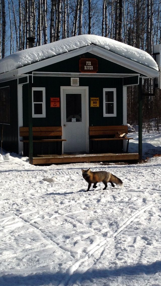 Fox in front of Fir River shack 