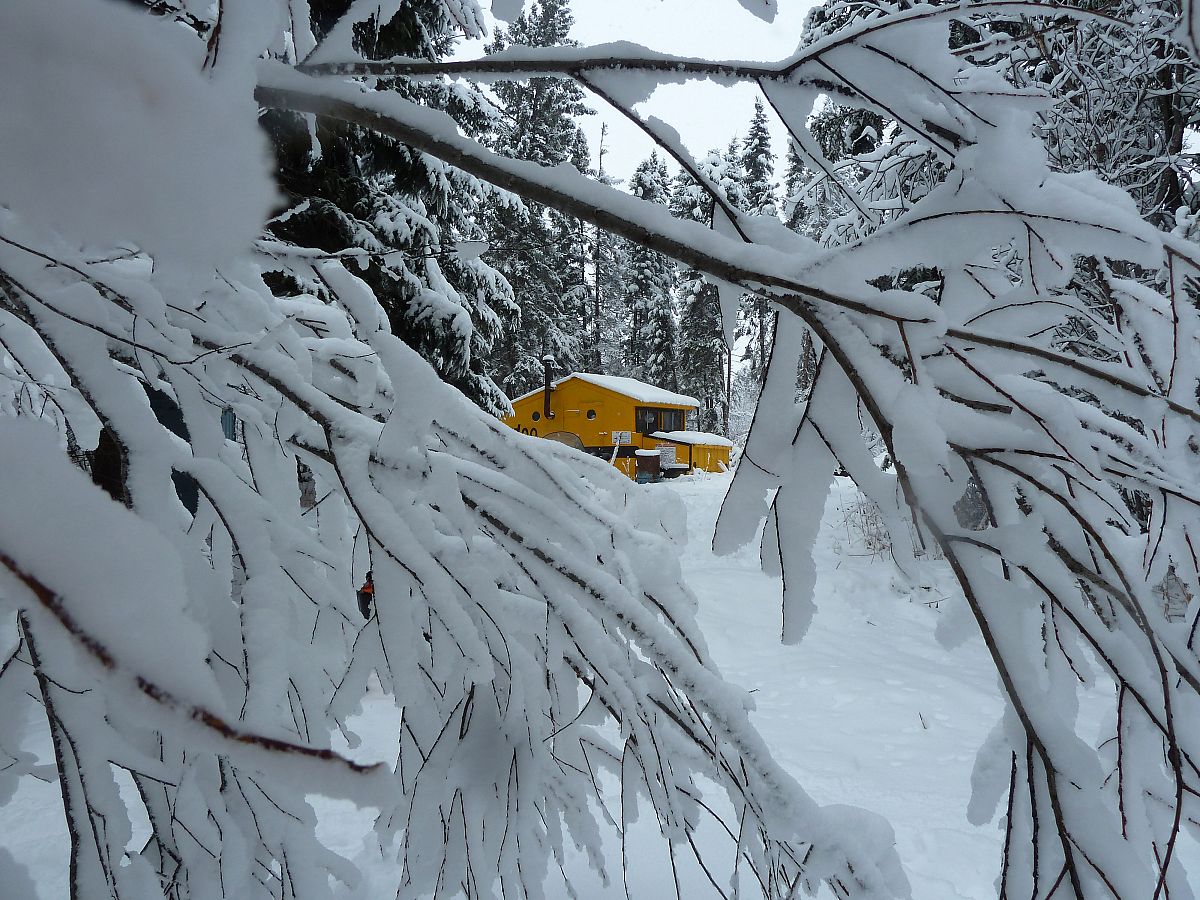 The trees hung low with the weight of the fresh, heavy snow at the I-doo hut on the Stefanuik Trail.