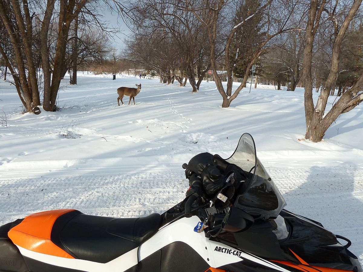 The deer don't seem to afraid of us on our sleds.