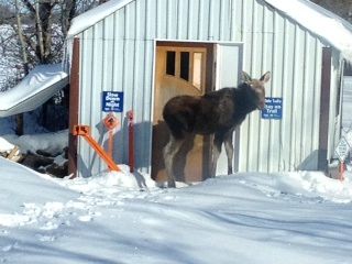 Overnight visitor at one of our club's shelters.  Groomer operator came across this amazing and unique site.  This sick unfortunate moose even felt safe at our shelter and had made it's self a place to sleep for the night.  Who says you can't see amazing stuff right here in our Canadian playground?!?!?!