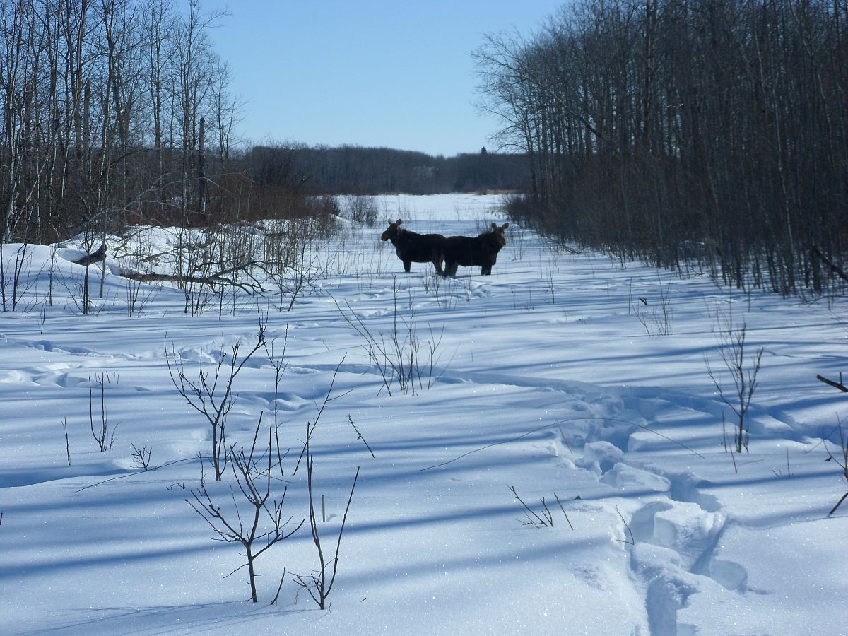 Moose near the trail.