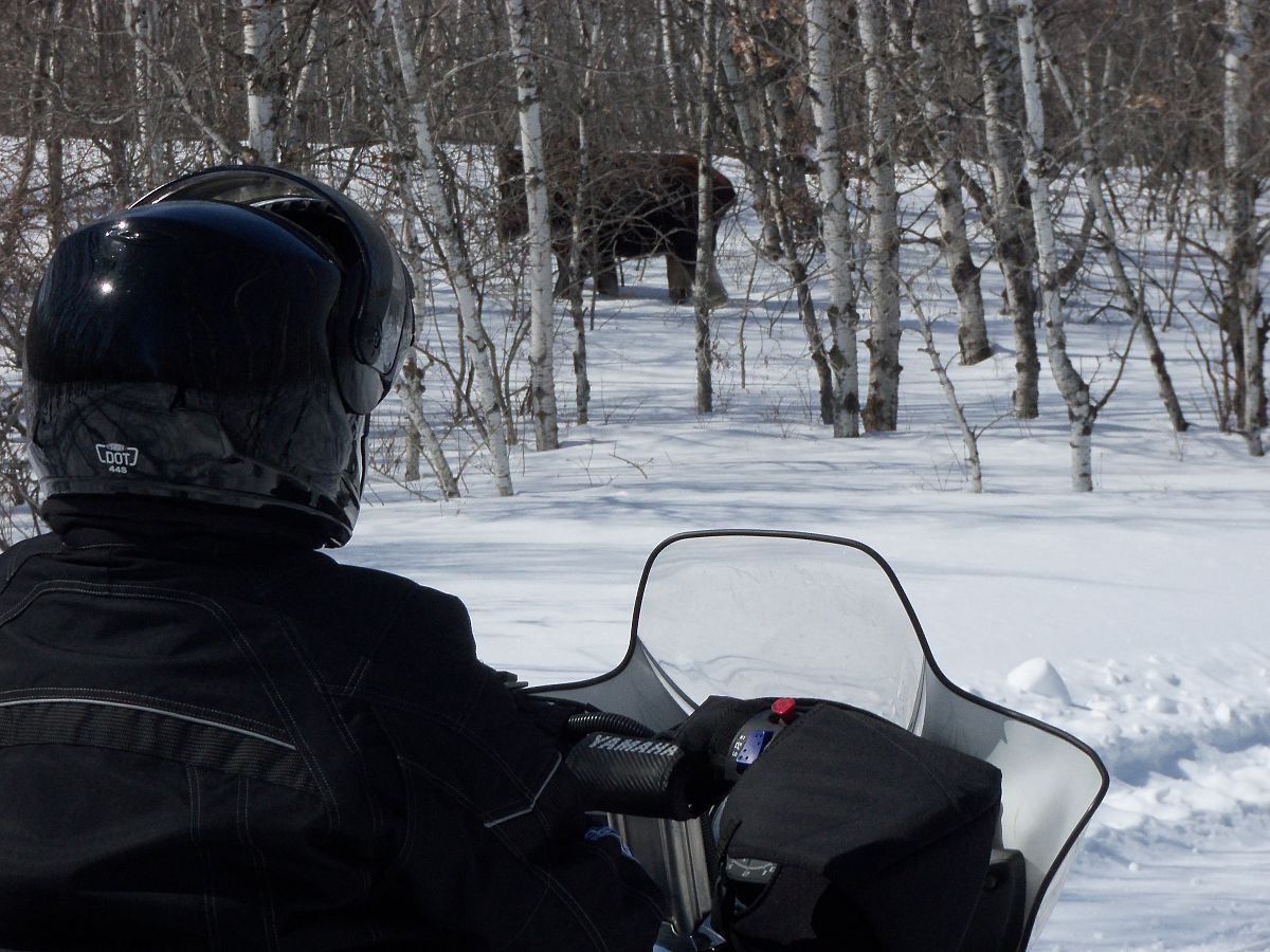 out for a leisurely ride and came upon this moose just minding his own business, he was not at all scared.
